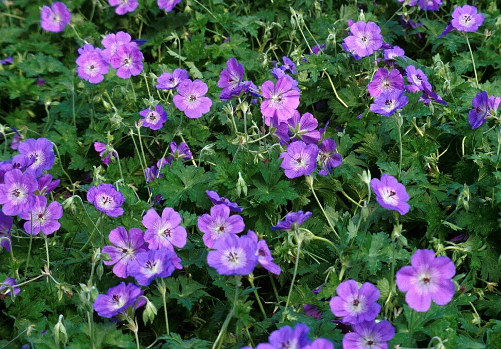 Герань гибридная Розанна. Герань гибридная 'Rozanne'. Герань «Розанна» (Geranium). Гераниум Розанна.