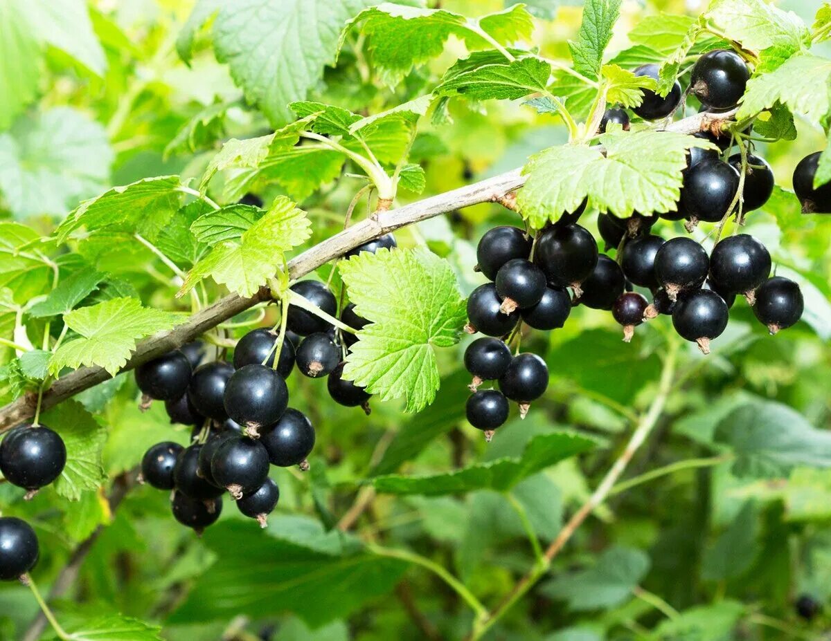 Смородина дачница описание. Смородина черная (ribes nigrum). Смородина Голиаф. Смородина десертная Огольцовой.