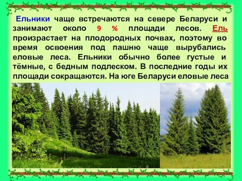 Белоруссия сообщение 3 класс. Леса белоруссии презентация. растительность белоруссии кратко. леса рб информация. беларусь проект 3 класс.