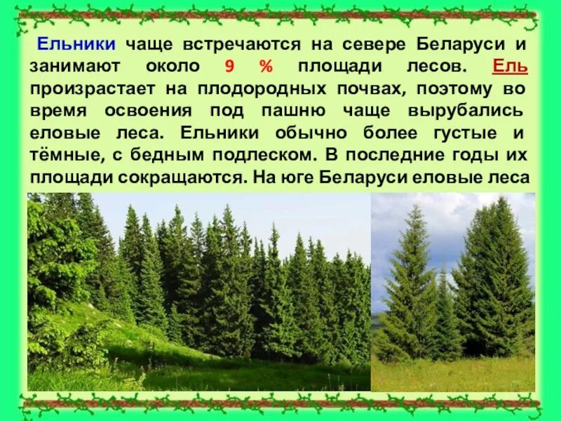 Доклад про белоруссию 3 класс окружающий мир. Леса Белоруссии презентация. Растительность Белоруссии кратко. Леса РБ информация. Беларусь проект 3 класс.