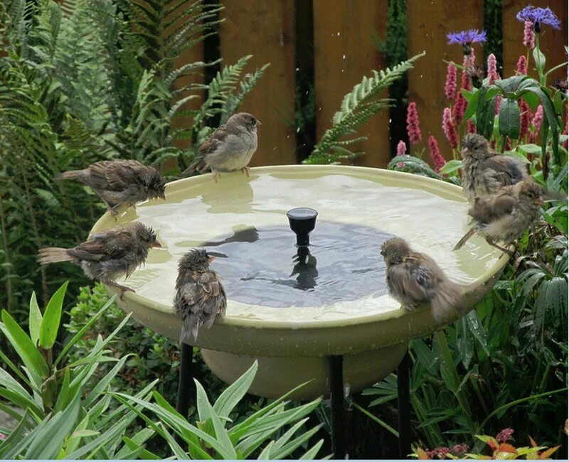 Фигурки для сада. Красивый сад с птицами. Зарянка птица. Певчие птицы черноголовка. Фигурки птичек для сада.