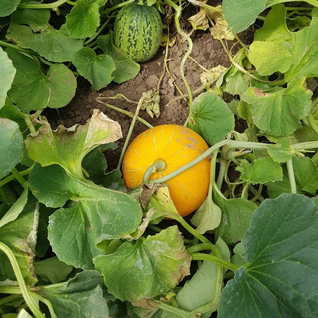 Листья дыни. Дыня на грядке. Листья арбуза и дыни. Листья дыни. Бахча тыквы листья.