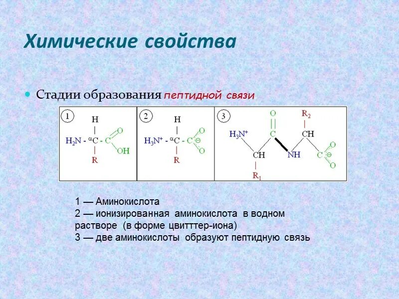 Химические свойства аминокислот образование пептидной связи. Ионизация аминокислот. Ионизированная форма аминокислот. Химические свойства аминокислот пептидная связь. Сколько пептидных связей в аминокислотах