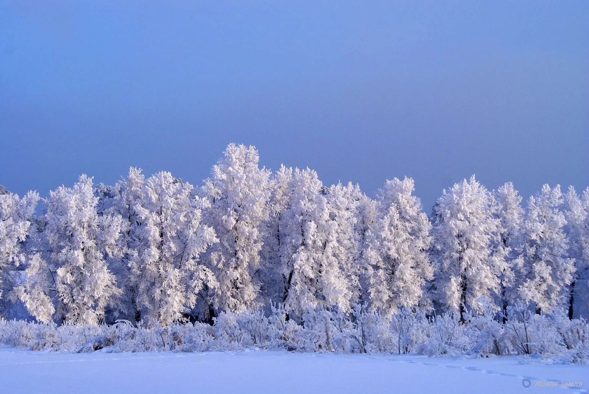 Снежное богатство. Зима в Сибири. Сибирь зимой. Зимний лес. Природа Сибири зима.
