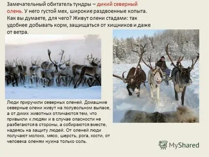 Северный олень скорость бега