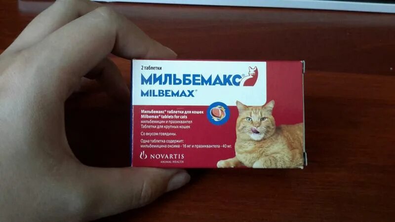 Можно коту таблетку валерьянки. Котенок с таблетками. Противовоспалительное для кошек. Кот и таблетки. Противовоспалительные таблетки для кошек.
