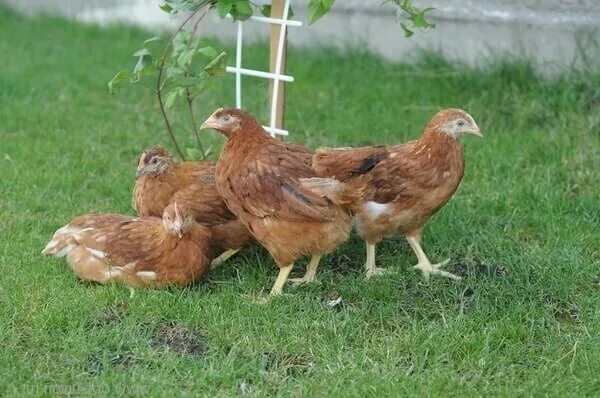 Pin by Sally Sunshine on Chickens Chickens Chickens and more Chickens! Chickens 