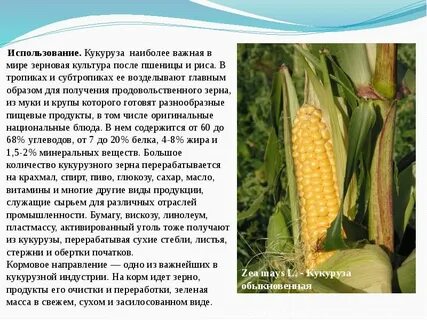 культурные растения кукуруза