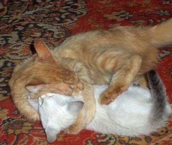 К чему снится принести домой котенка. Нести котенка домой. Сонник кошка. Суеверия о кошках. К чему снится принести домой котенка.