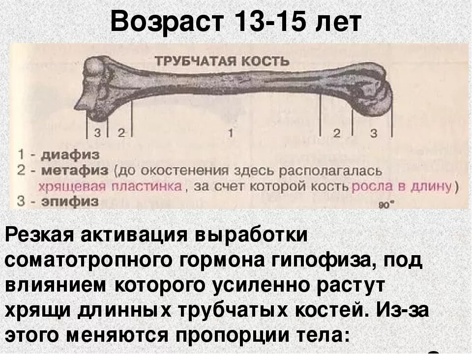 Схема длинной трубчатой кости взрослого и ребенка рентген. Строение длинной трубчатой кости. Строение трубчатых костей у детей. Трубчатая кость ребенка.