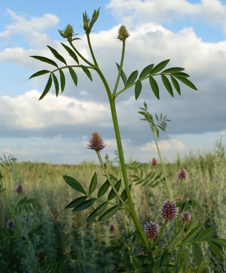 Как выглядит растение солодка. Glycyrrhiza echinata. Корень солодки в Забайкалье. Солодка трава. Солодка Забайкальская.