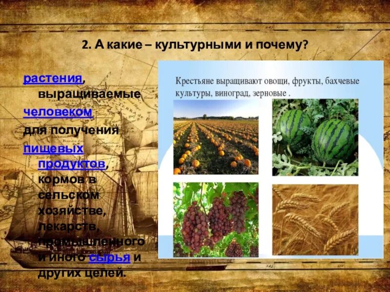 Сообщение на тему культурные сельскохозяйственные растения. Культурные растения в пищу. Важнейшие культурные растения. Сообщение о культурном растении. Подзолистая почва культурные растения.