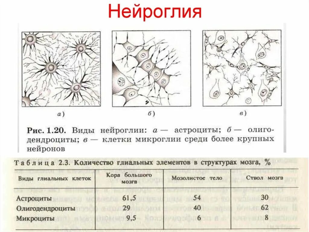 Типы клеток нейроглии на рисунке. Классификация глиальных клеток схема. Тип глиальных клеток структура функции таблица. Типы глиальных клеток рисунок. Виды нейроглии