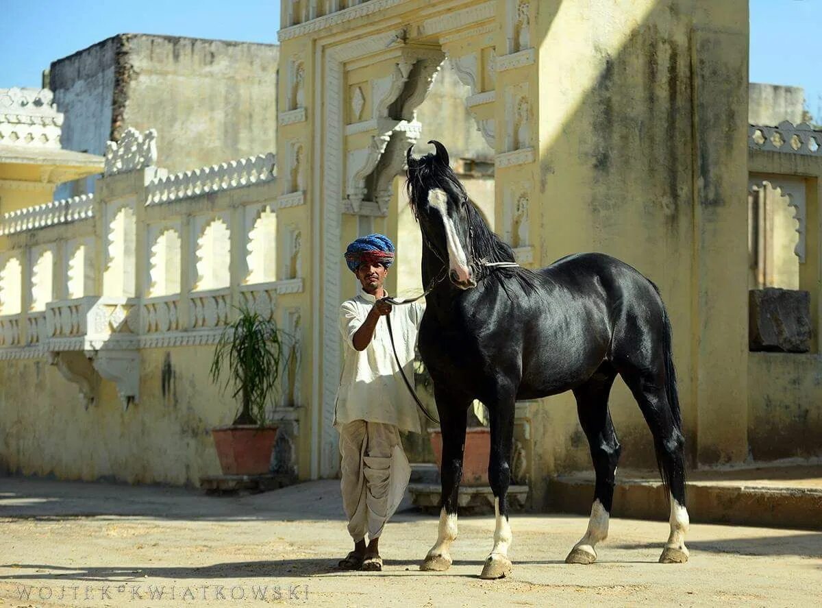 Indian horse. Лошади Индии марвари. Лошади породы марвари. Пегий марвари. Марвари гнедая.