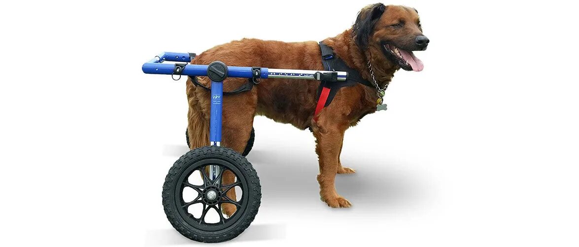 Коляска для собак инвалидов на задние лапы. Приспособления для собак. Инвалидная коляска для собак на задние лапы. Ходунки для собак для задних лап.