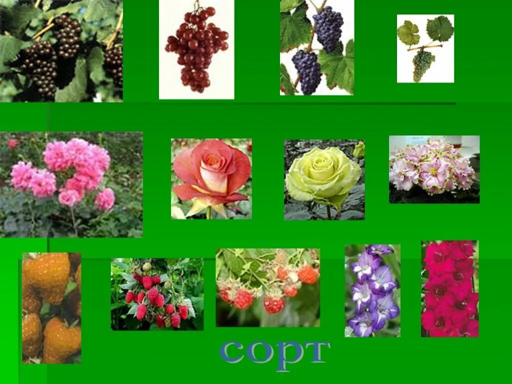 Видовые и сортовые растения. Двулетние кустарники. Однолетние двулетние и многолетние растения. Видовые и сортовые растения. Видовые и сортовые растения.