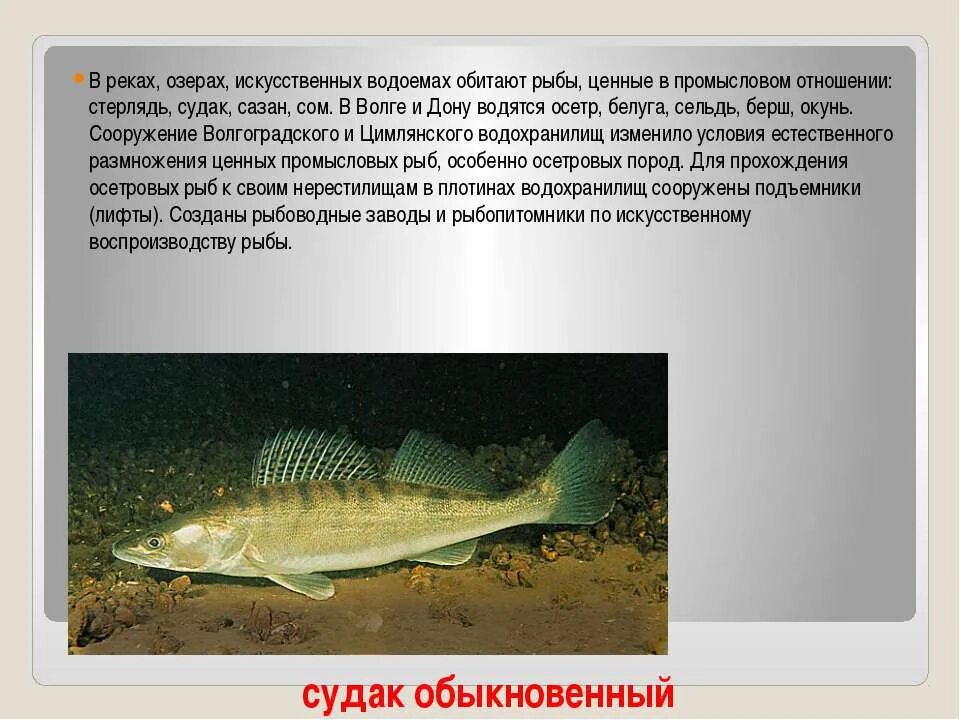 Рыба в реке Волга. Рыбы обитающие в реке Волга. Рыба которая водится в Волге. Рыба Волга разнообразие.