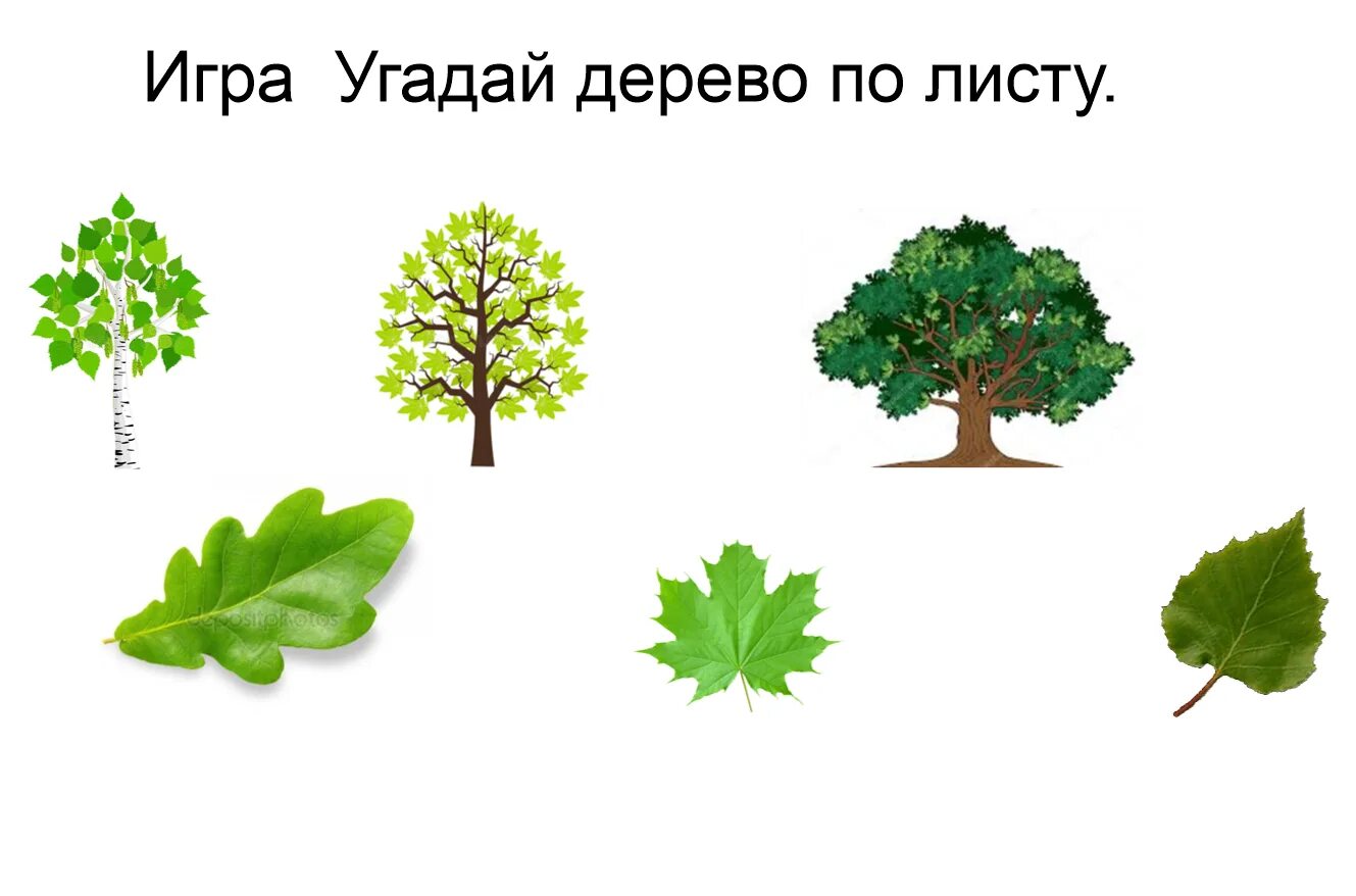 Угадай чей родственник. Игра с какого дерева лист. Листья деревьев для дошкольников. Дидактическая игра деревья. Деревья и листья сопоставить.