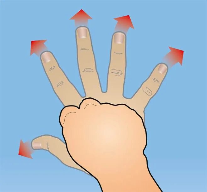 Тренажер для кулака. Портативный кулак. Упражнения для укрепления кулака. Как усилить кулаки. Цыпленков против левана сагинашвили.