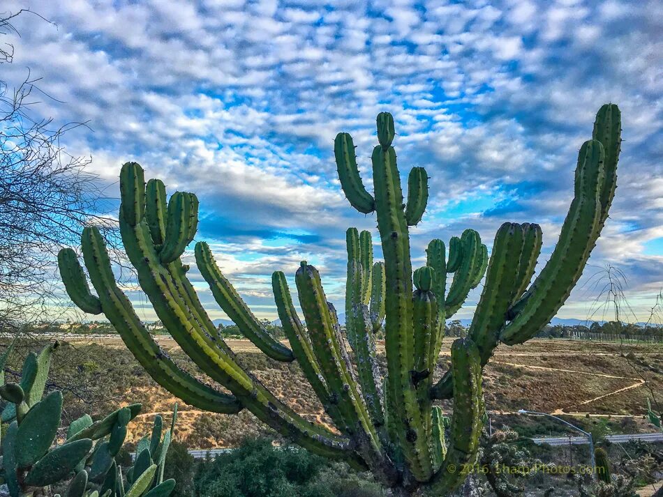 Mexican cactus. Мексика пустыня молочай. Опунция Кактус Мексика. Кактус Сагуаро Северной Америки. Молочай Канарский.