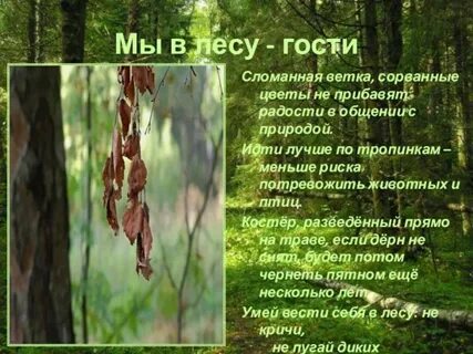 Гости сломали