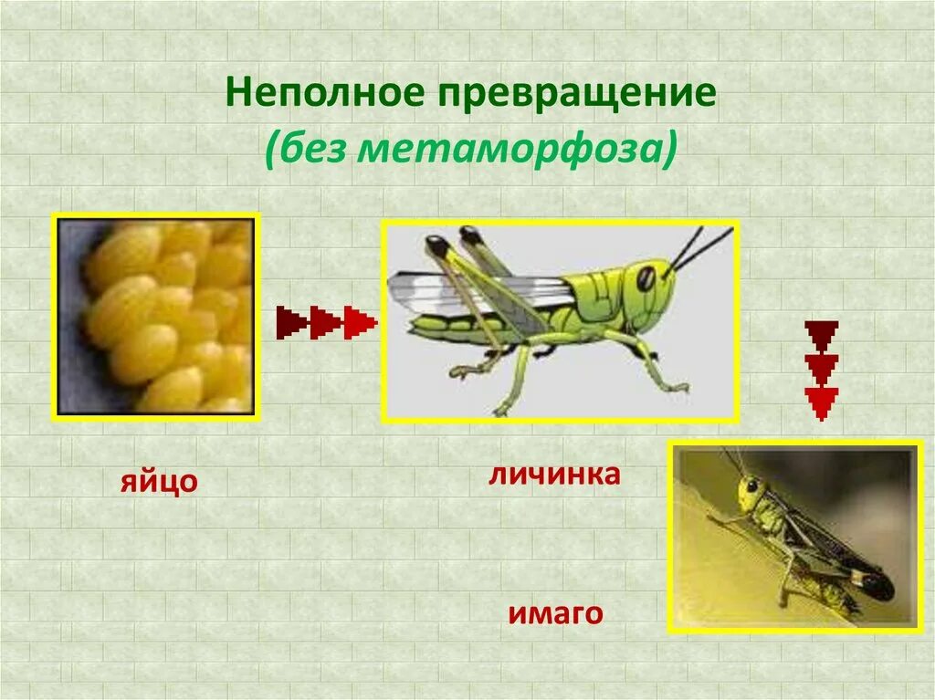 Какой тип развития характерен для кузнечика. Полное и неполное превращение яйцо личинка Имаго. Неполное превращение. Развитие с неполным превращением Прямокрылые. Личинки насекомых с неполным превращением.