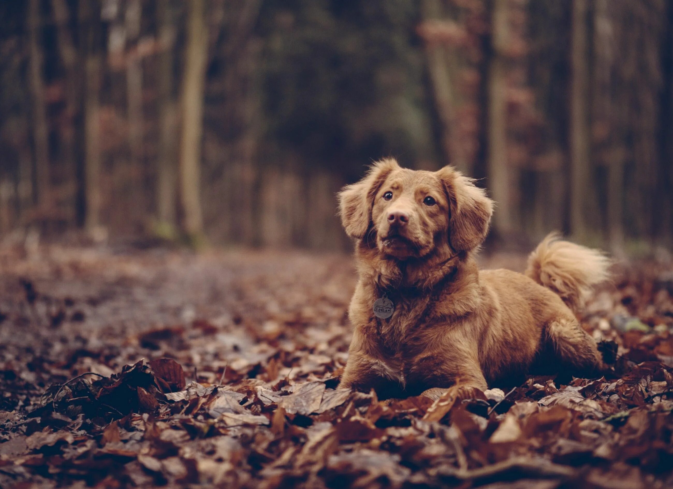 The dog is animal. Собака. The dog is animal. Лабрадор улыбается. Собака пьет.