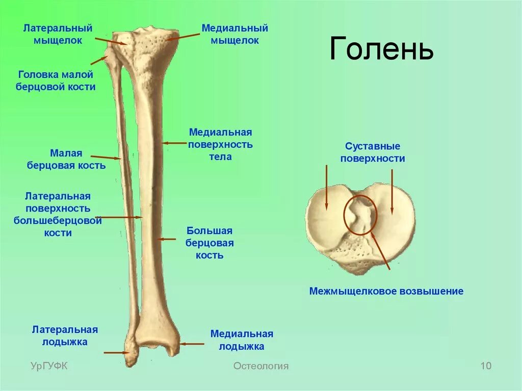 Большая берцовая кость анатомия строение. Строение большеберцовой кости. Малая берцовая кость. Большая берцовая кость анатомия человека.