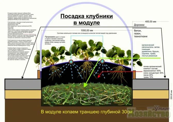 Грядка клубники схема. Посадка клубники схема посадки. Правила посадки клубники. Правильная схема посадки клубники. Клубника на участке схема посадки.