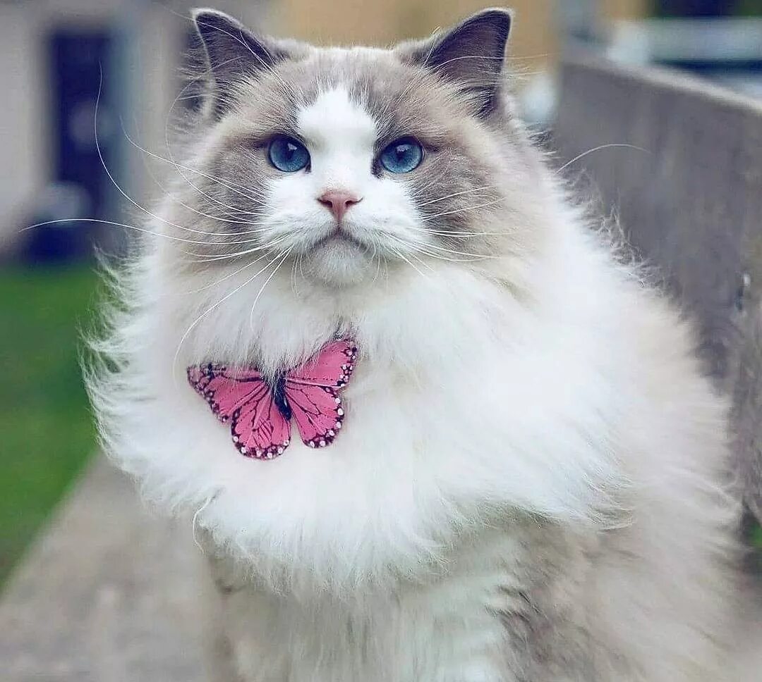 покажи красивую кошку в мире. самые красивые кошки. британская шиншилла коби кошка. очень красивые кошки. самые красивые кошки.