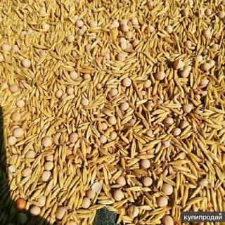 Горох с овсом