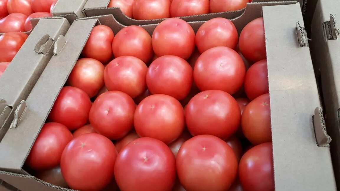 Купить помидоры оптом