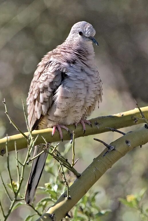 Инкская горлица. Сизый голубь. Вяхирь (columba palumbus). Голубиные голубеобразные. Дикий голубь вяхирь.