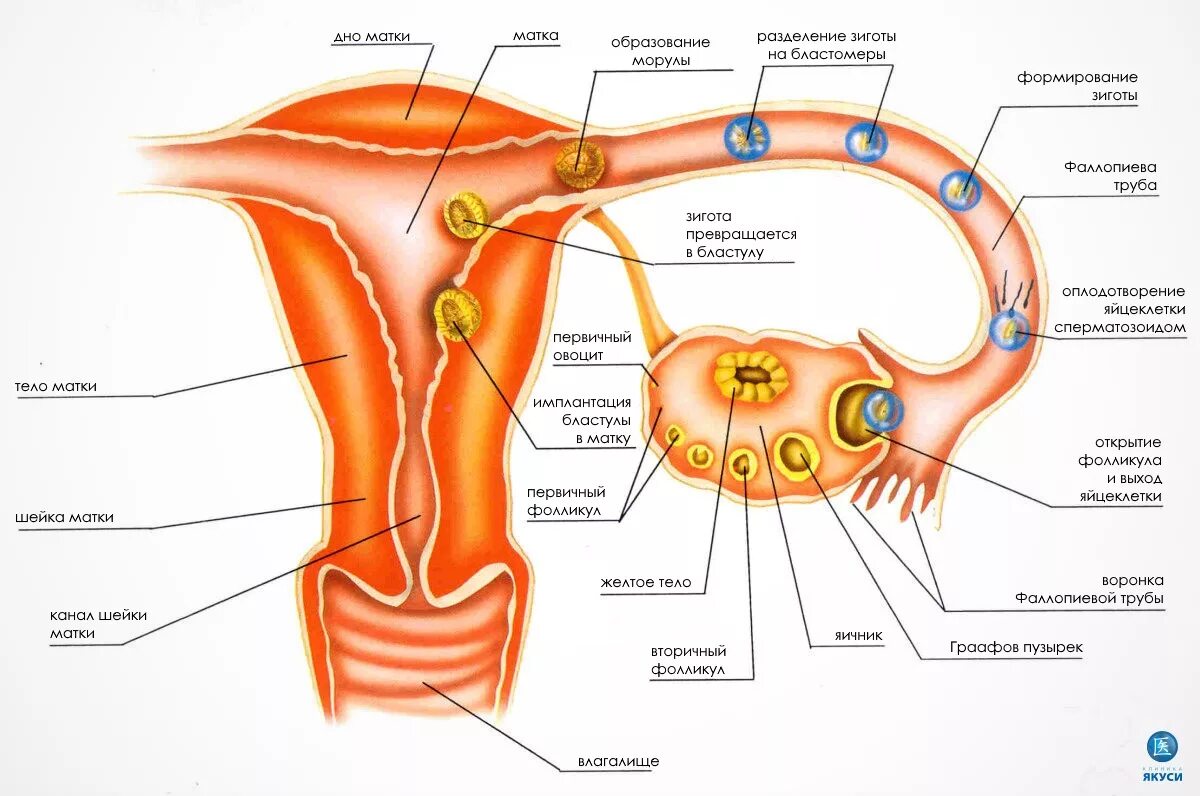 Строение матки оплодотворение. Строение матки и яйцеклетки. Схема менструационного цикла анатомия. Строение фолликулы яйцеклетки анатомия. Могут ли болеть яичники при овуляции