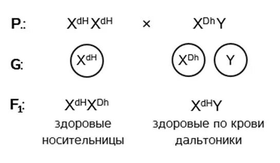 Дигетерозиготная по генам дальтонизма и гемофилии