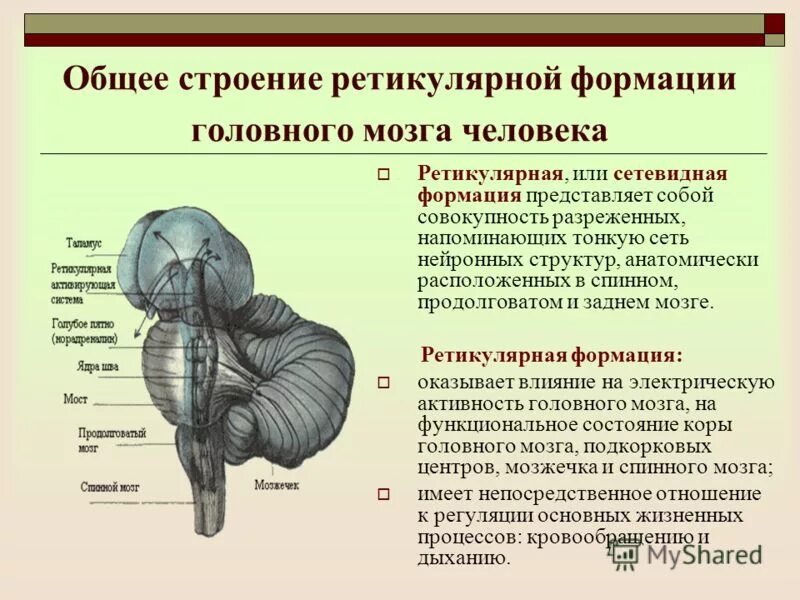 Ретикулярная формация (строение, локализация, связи, функция).. Ретикулярная формация строение и функции. Общая схема строения ретикулярной формации. Ретикулярная формация головного мозга функции.