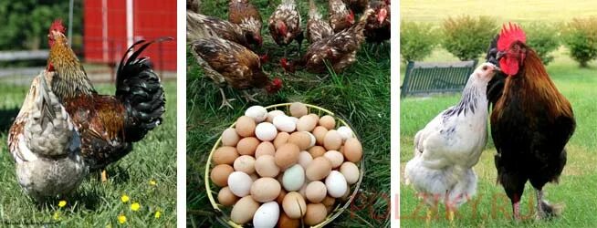 Как оплодотворяют яйца куры. Курица и петух оплодотворение яйца. Петух и куры оплодотворяются. Оплодотворение курицы петухом.