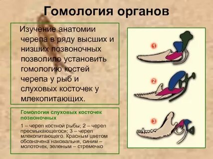 Гомология