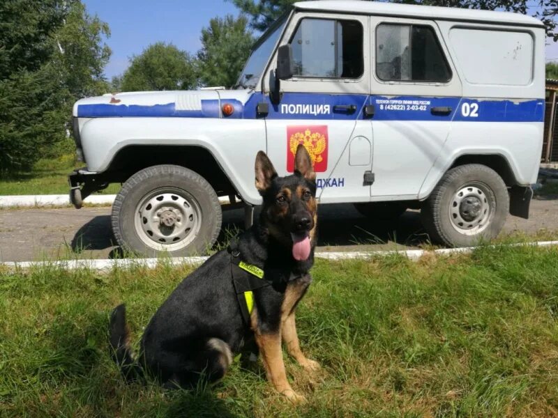 Собаки служащие в полиции. Полицейский с собакой. полиция с собакой. служебные собаки. служебные собаки в полиции.