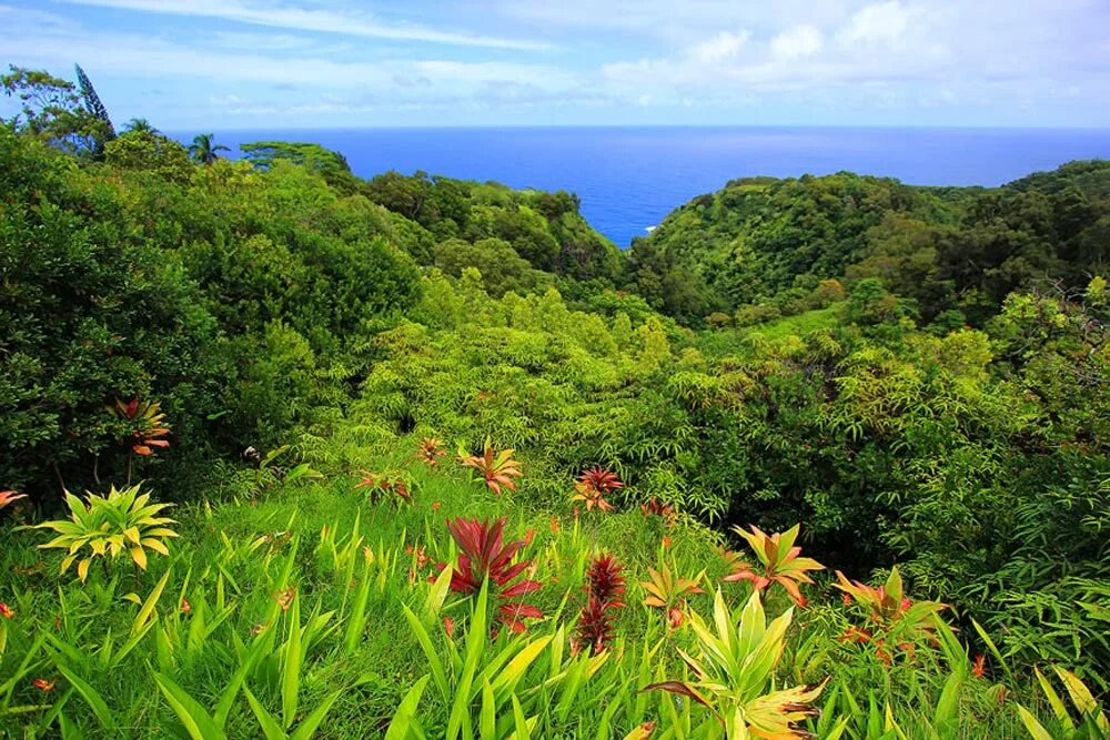Остров Мауи Гавайи. Гавайи остров Мауи Эдемский сад. Остров Гвинея Эдемский сад.
