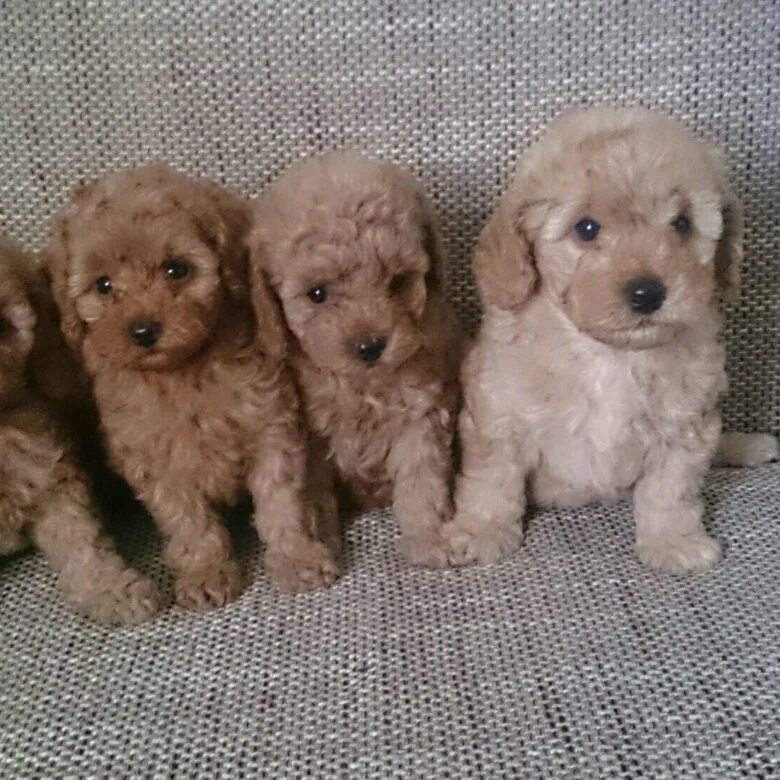 мини пудель мальтипу. королевский пудель рыжий. щенки пуделя недорого. той пудель той пудель. той пудель лиловый.