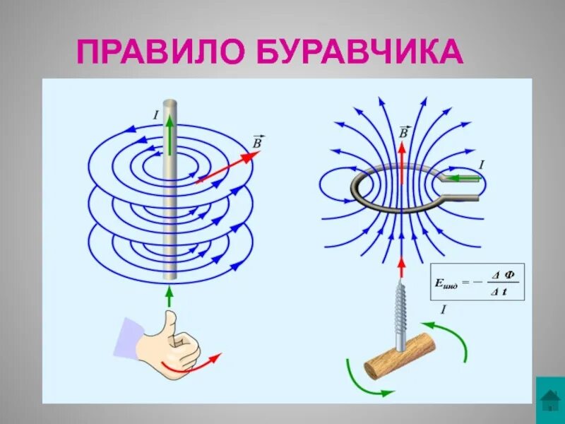 Собака буравчика