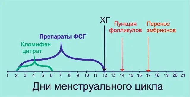 По дням коротком протоколе