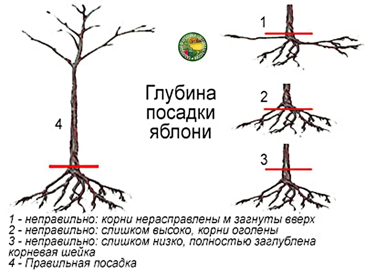 Глубь корень. Посадка яблони корневая шейка. Корневая шейка саженца яблони. Корневая шейка заглублена саженцы. Корневая шейка у яблони при посадке.