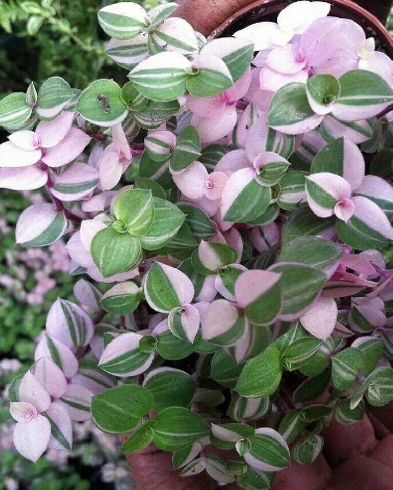 Каллизия сорта. Каллизия pink lady. традесканция каллизия розовая. каллизия бьянка. каллизия репенс голд.