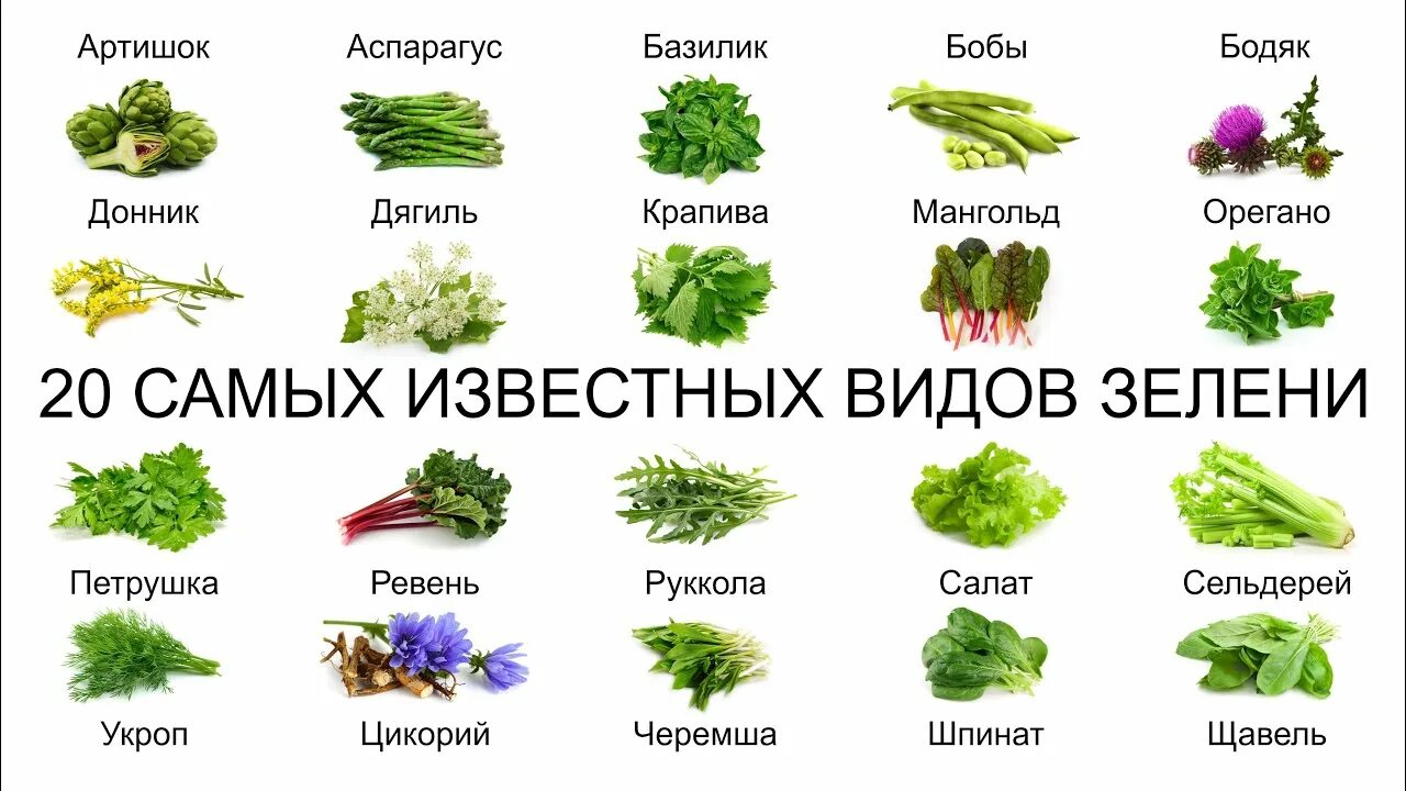 Зелень типы. Зелень для салатов названия. Наименование зелени для салатов. Виды зеленого. Трава для салата название.