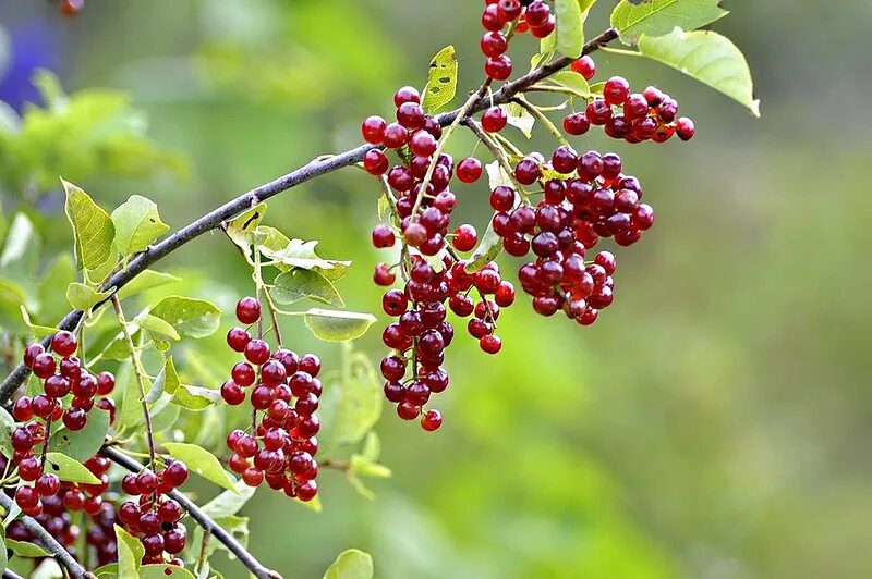 Вишня осенью. Зимняя черешня. Рябина вишня. Берри красный дерево буш. Дерево с красными ягодами.