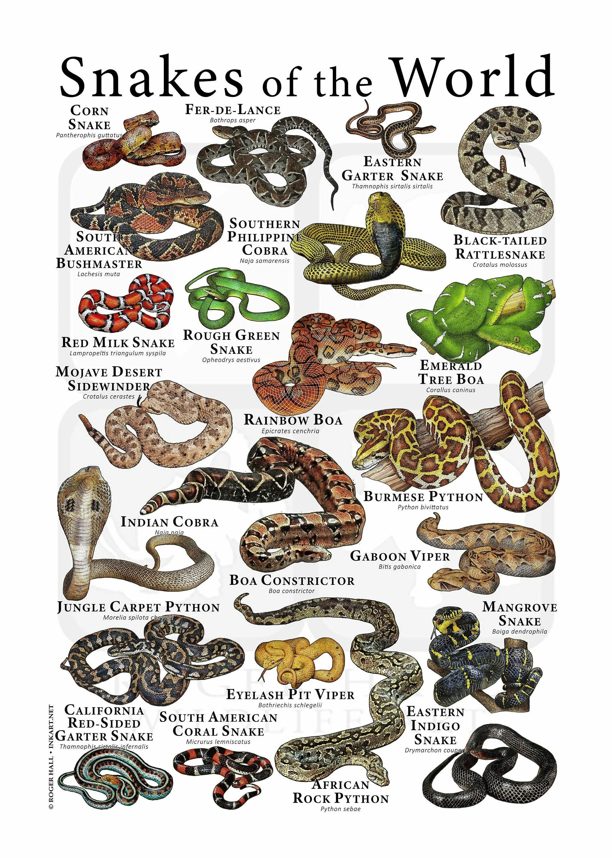 Snakes world. Types of Snakes. Different Types of Snakes. Giant Constrictor Snake. Unusual Snake Type.