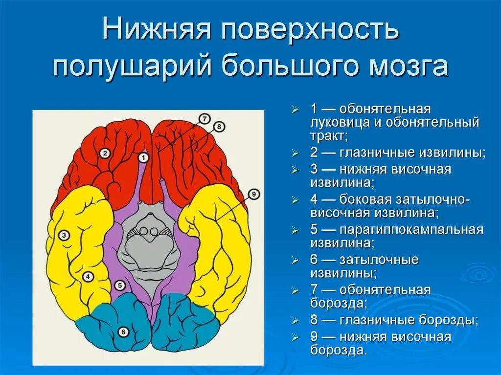 В переднем мозге полушария отсутствуют. Нижняя поверхность полушарий большого мозга доли борозды. Обонятельные луковицы лобных долей. Рельеф нижней поверхности полушарий большого мозга. Нижняя извилина лобной доли головного мозга.