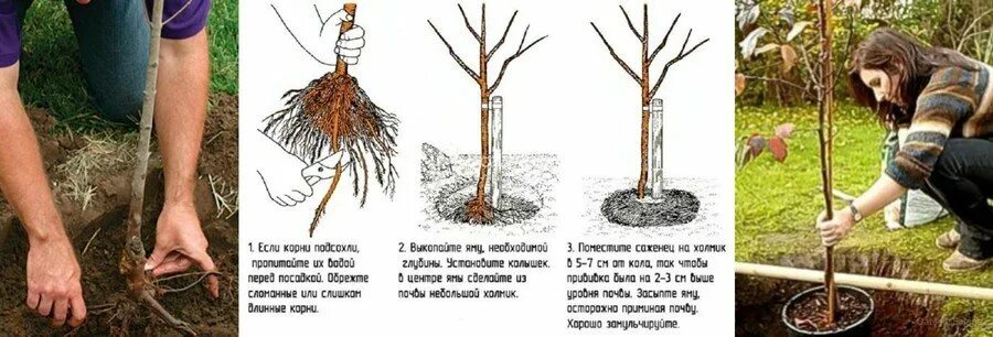 Когда высаживать саженцы плодовых деревьев. Саженцы яблони ЗКС. Посадка саженцев яблони весной. Посадка саженцев плодовых деревьев весной груши. Посадка яблони весной саженцами.